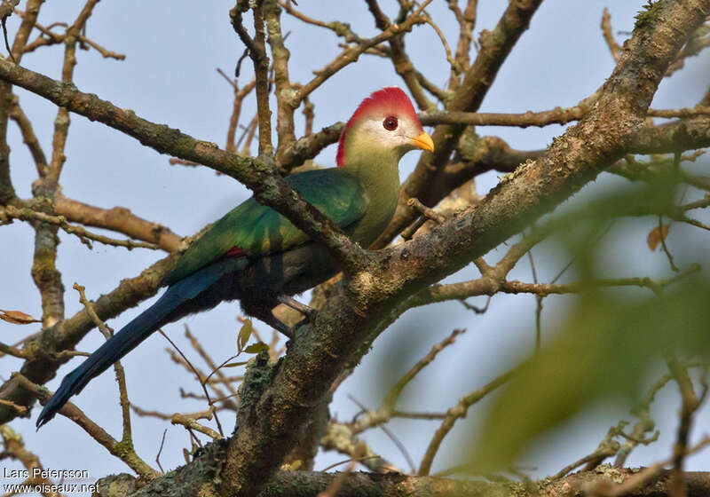 Touraco paulineadulte, identification