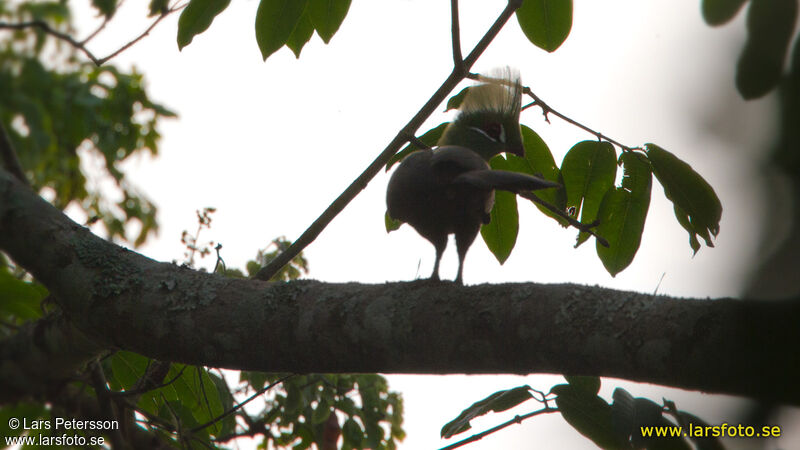 Guinea Turaco