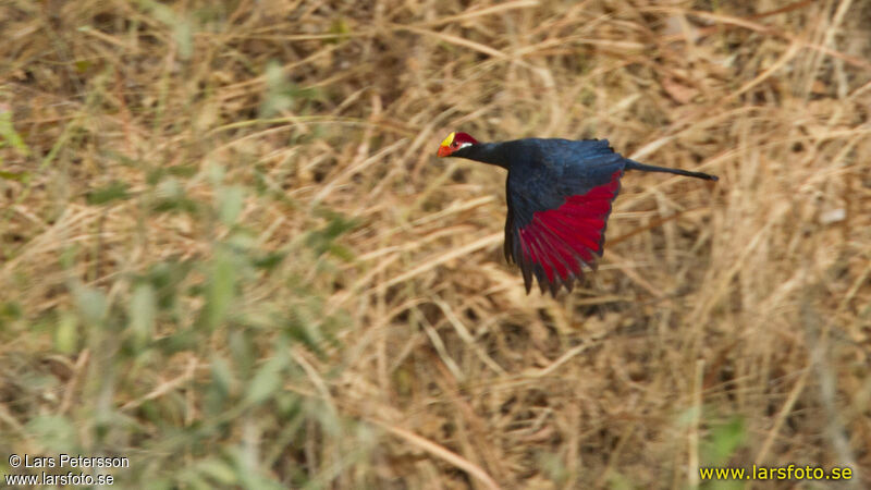 Violet Turaco