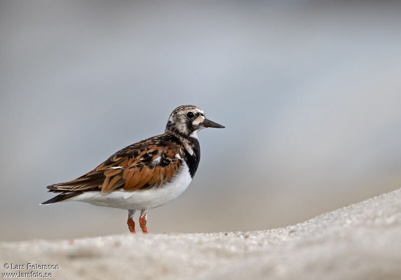 Ruddy Turnstone