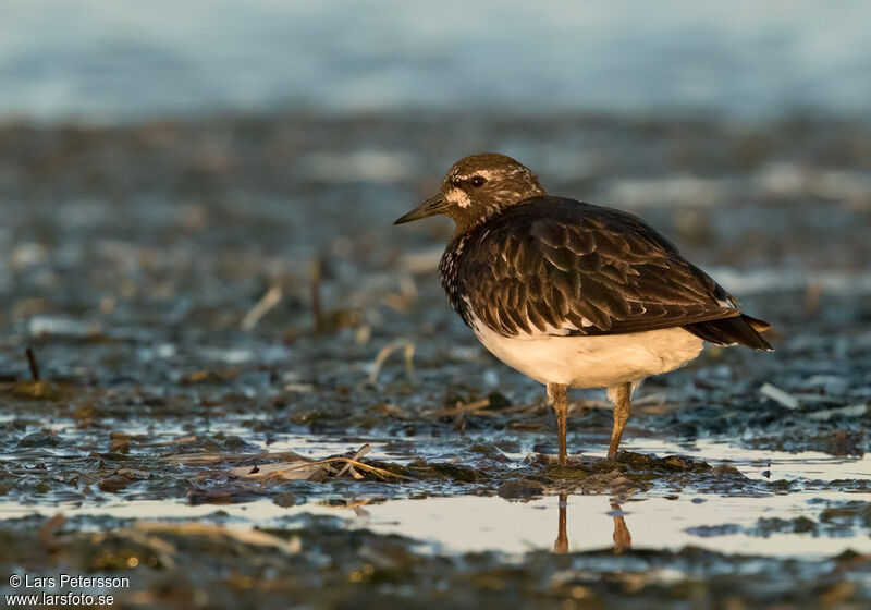 Black Turnstone