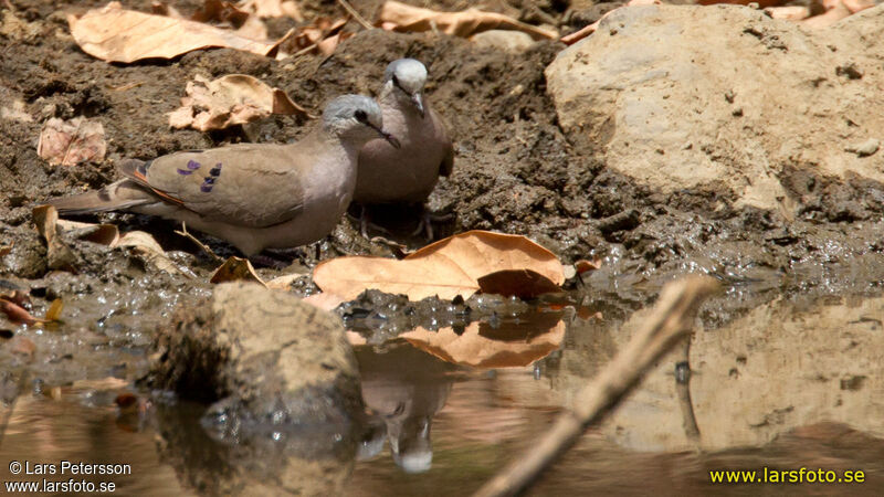 Black-billed Wood Dove