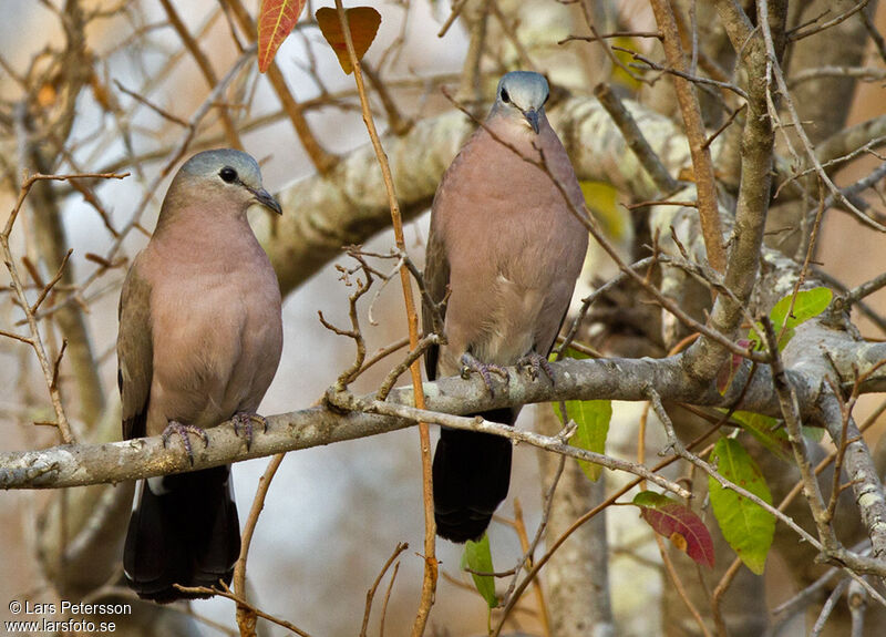 Emerald-spotted Wood Dove