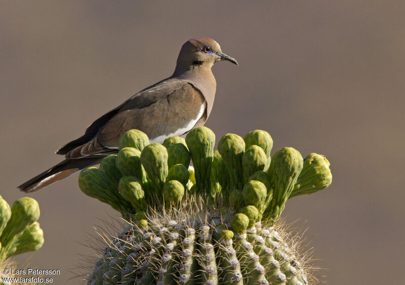 White-winged Dove