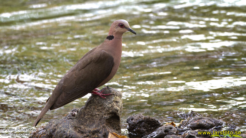 Red-eyed Dove