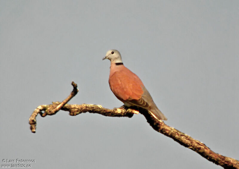 Red Collared Dove