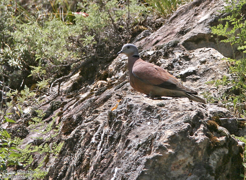 Tourterelle à tête grise