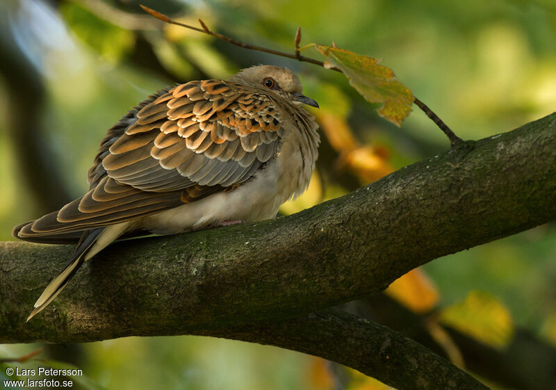 European Turtle Dove