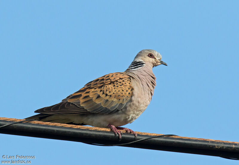 European Turtle Dove