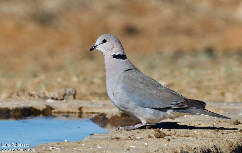 Ring-necked Dove, identification