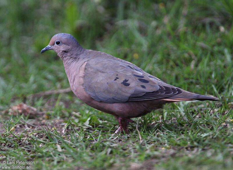 Eared Dove