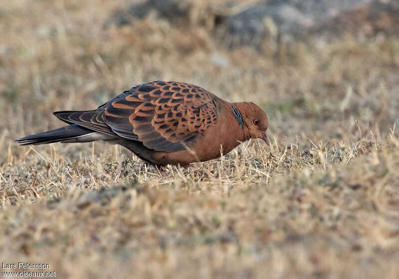 Oriental Turtle Doveadult, identification