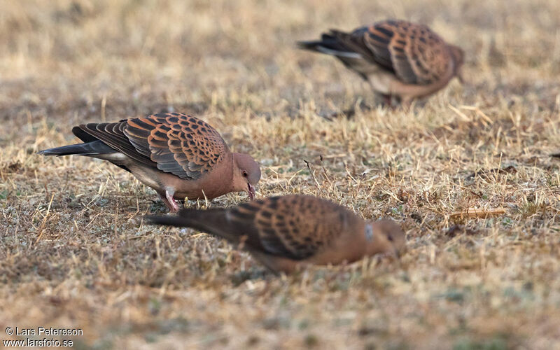 Oriental Turtle Dove