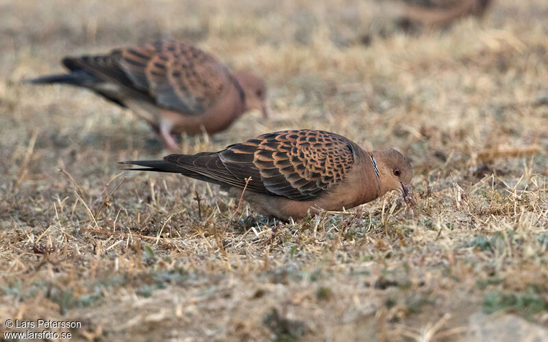 Oriental Turtle Dove