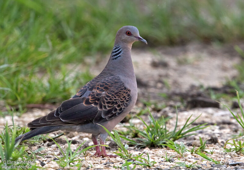 Oriental Turtle Dove