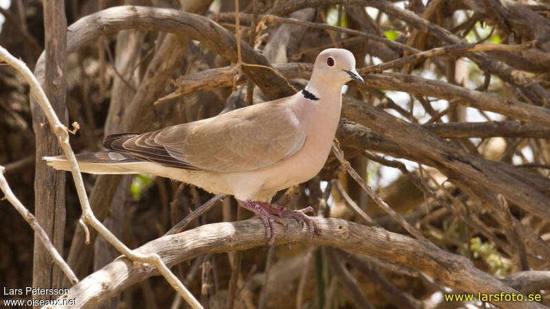 African Collared Doveadult, identification