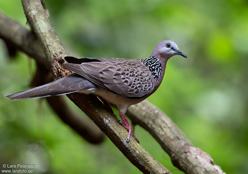 Spotted Dove