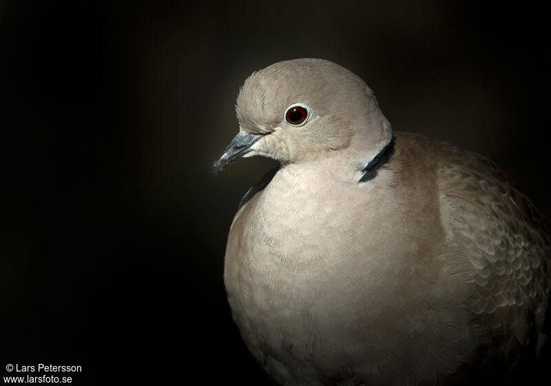 Eurasian Collared Dove