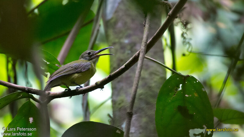 Yellow-bellied Longbill