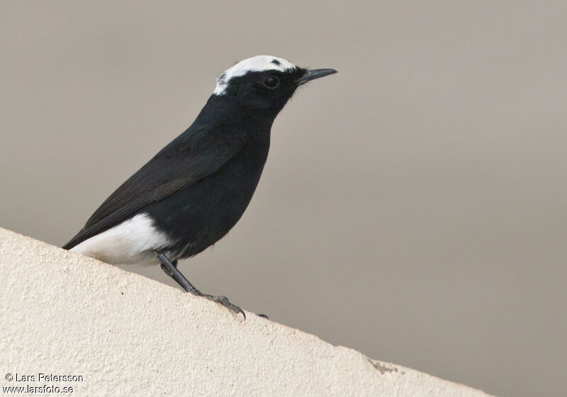 White-crowned Wheatear