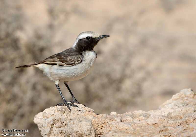 Red-rumped Wheatear male adult, identification