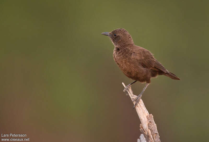 Anteater Chat female adult, identification