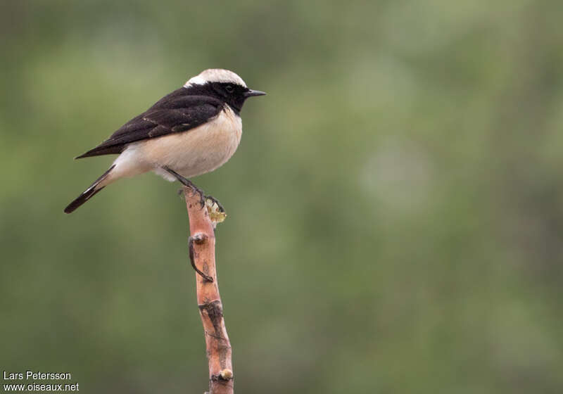 Cyprus Wheatear male adult, pigmentation, fishing/hunting