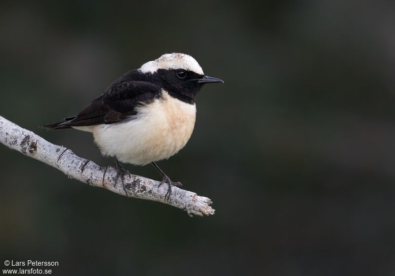 Cyprus Wheatear