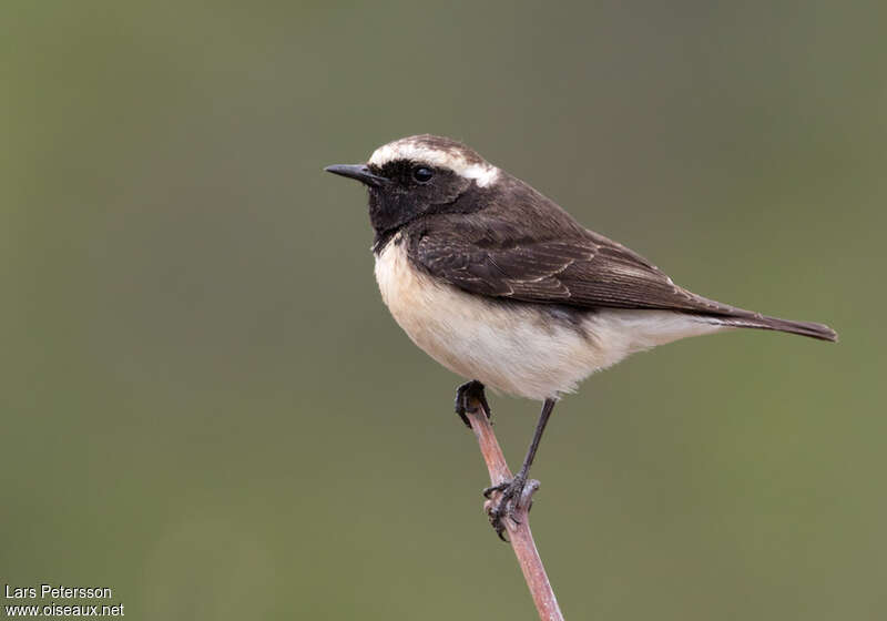 Traquet de Chypre femelle adulte, identification