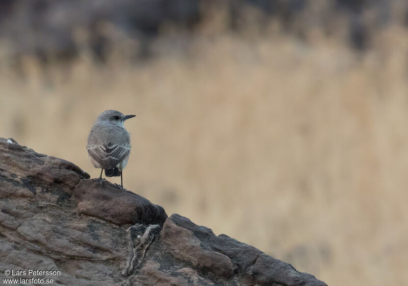 Red-tailed Wheatear