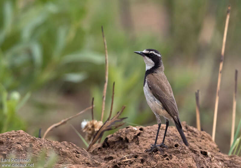 Capped Wheatearadult, pigmentation, Behaviour