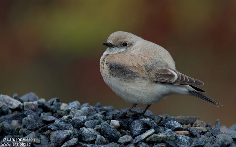 Desert Wheatear