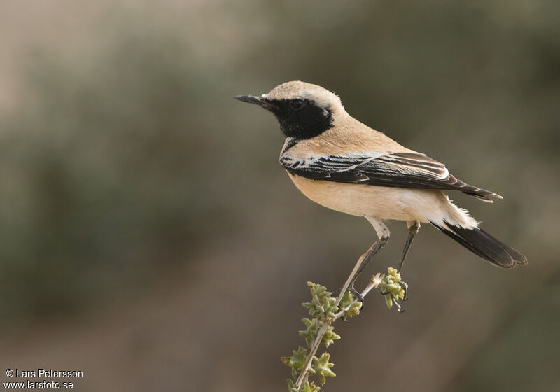 Desert Wheatear