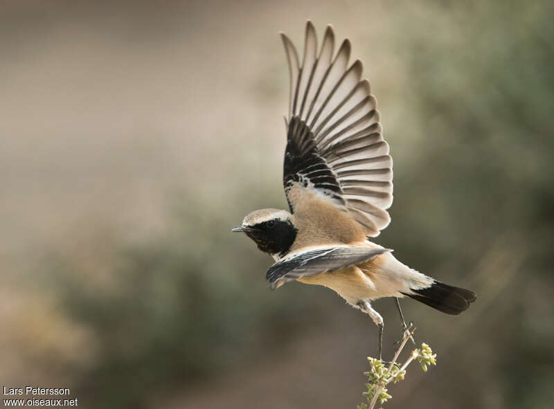 Desert Wheatear male adult breeding, aspect, pigmentation