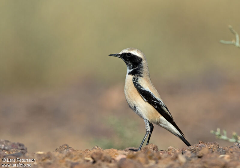 Desert Wheatear