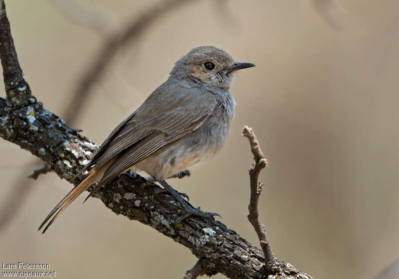 Traquet familieradulte, identification