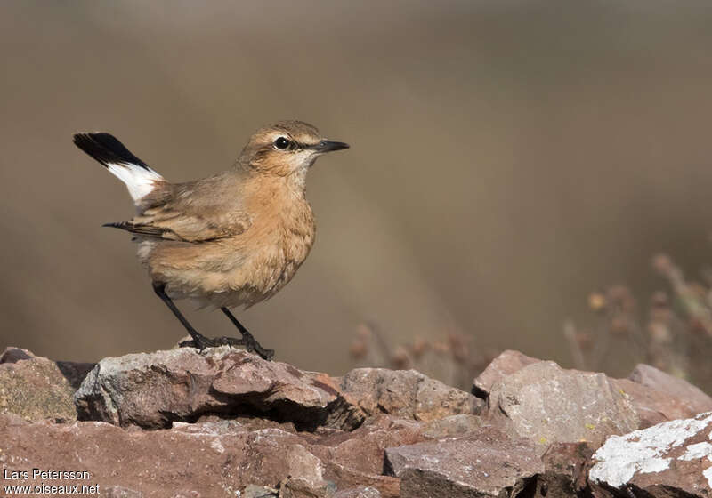 Isabelline Wheatearadult, pigmentation