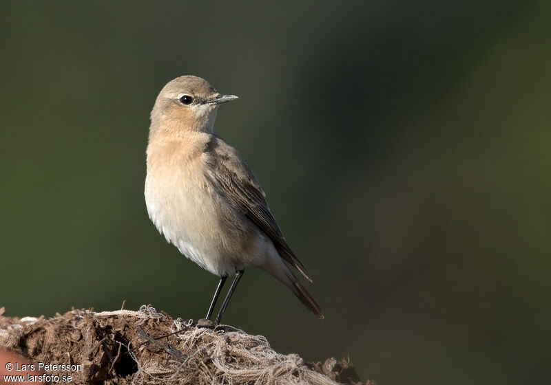 Isabelline Wheatear