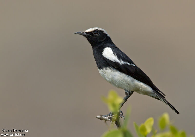 Mountain Chat