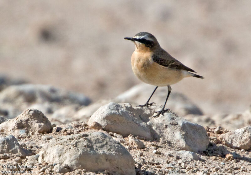 Northern Wheatear