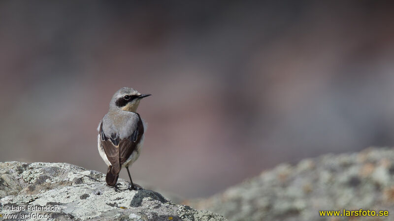 Northern Wheatear