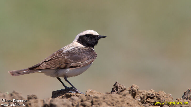 Eastern Black-eared Wheatear