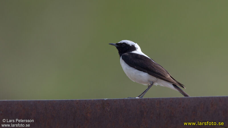 Eastern Black-eared Wheatear