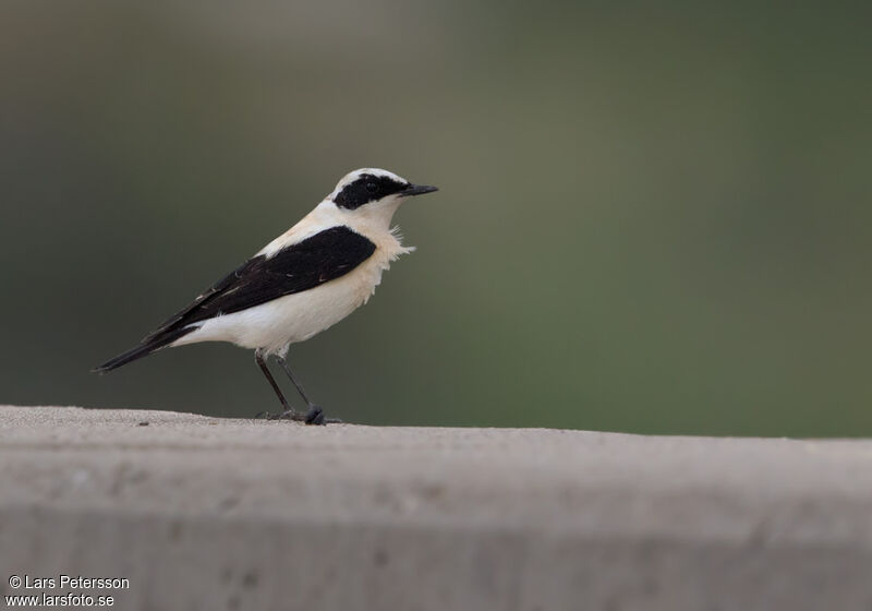 Eastern Black-eared Wheatear