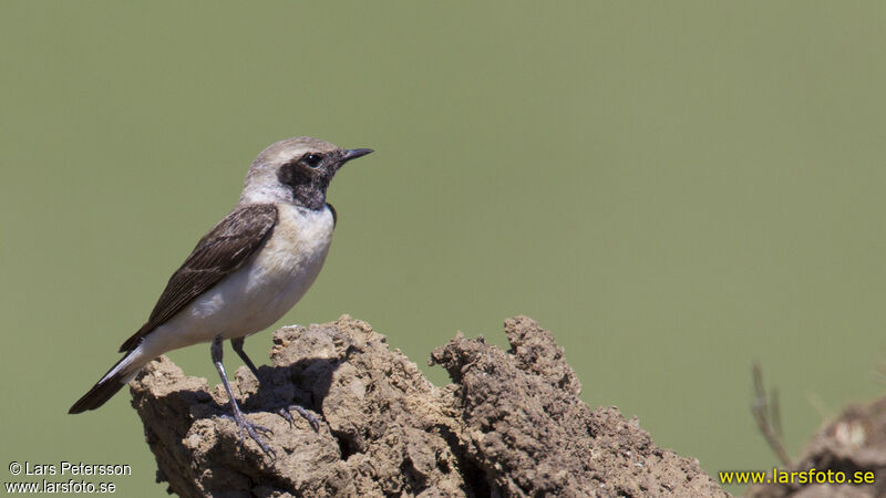 Eastern Black-eared Wheatear