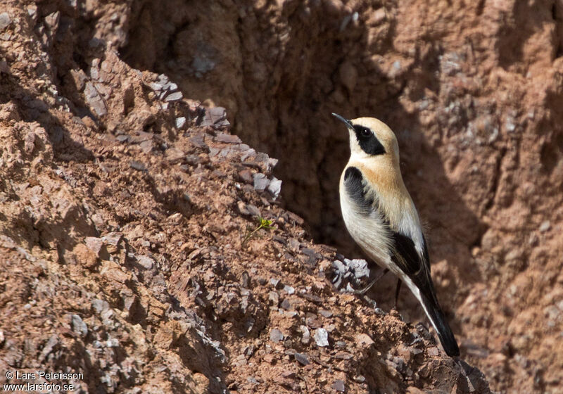 Western Black-eared Wheatear