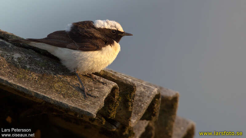 Pied Wheatear male adult breeding, pigmentation, Behaviour