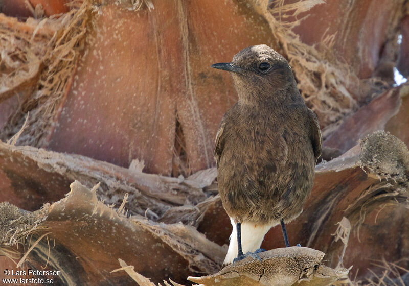 Black Wheatear