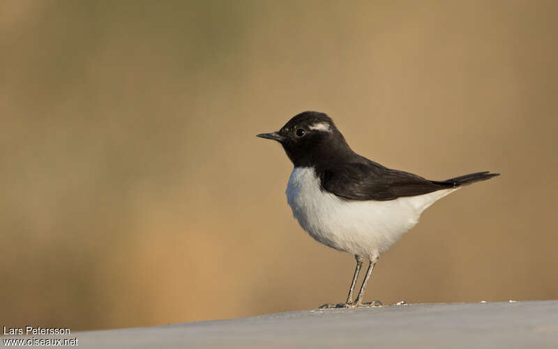 Variable Wheatear male adult post breeding, identification