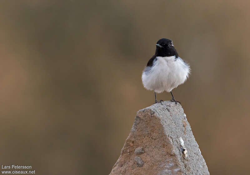 Variable Wheatear male adult, habitat, pigmentation, fishing/hunting, Behaviour